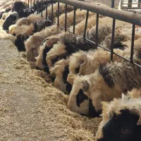 گوسفند بره نر و ماده|حیوانات مزرعه|یزد, |دیوار