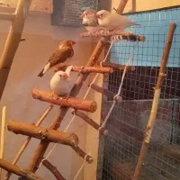فروش فنج