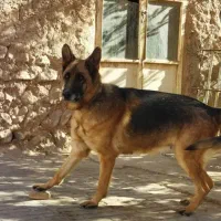 سگ ژرمن ماده