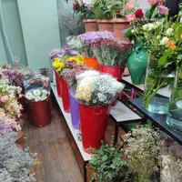 مجموعه گل و گیاه خانه سبز کیش|گل و گیاه طبیعی|کیش, |دیوار