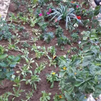 باغبان و گل بذر سبزیجات تنظیم باغچه پذیرفته میشود