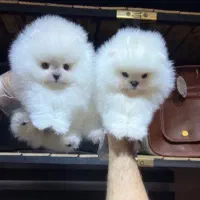 پامرانین فضایی بی نظیر از همه لحاظ خرسی دوسر