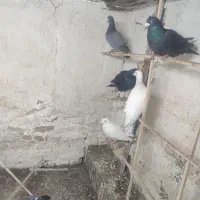 کفتر پرشی به شرط همه چی