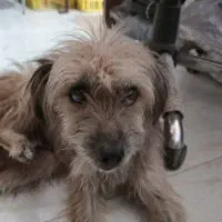 سگ پاکوتاه خونگی