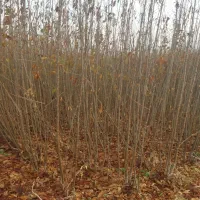 نهال|گل و گیاه طبیعی|میاندوآب, |دیوار