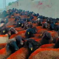 120 راس بره ماده افشار و غزل افشار فروشی ...میش|حیوانات مزرعه|مشهد, طرق|دیوار