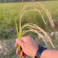 برنج طارم هاشمی خاتم سرلاشه وسالم|خوردنی و آشامیدنی|مشهد, سناباد|دیوار