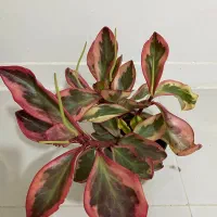 گل شرابی بسیار زیبا و خاص