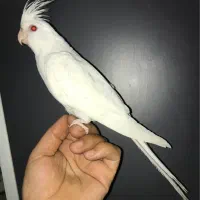 عروس هلندی|پرنده|شیراز, شهرک مدرس|دیوار