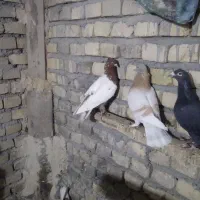 کفتر قیمت مناسب