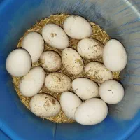 تخم قوغاز آفریقایی