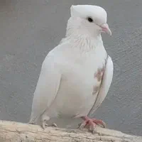 کفتر طوقی|پرنده|قروه, |دیوار