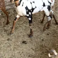 بز .اس .ایرانی .پابند نژاد عالی