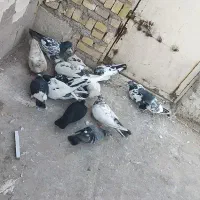 کبوترپروندنی