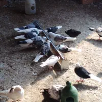 12 تا کفتر بالغ و جوجه یه جا|پرنده|قائمشهر, |دیوار