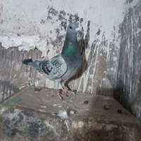 کفتر آلمانی ضمانتی مسافتی|پرنده|بیرجند, |دیوار