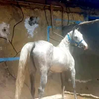 کره اسب نریان و مادیان