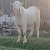 بزغاله نر تخمی .نربز. بز