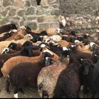 گوسفند زنده چراشده در مناطق کوهستانی و سرسبز|حیوانات مزرعه|تهران, گلستان (شهرک راه آهن)|دیوار