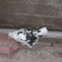 خروس و مرغ و گلین|حیوانات مزرعه|ساری, |دیوار