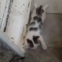گربه