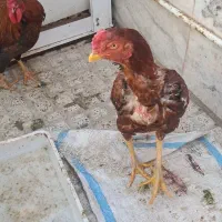 خروس لاری|حیوانات مزرعه|ماهدشت, |دیوار