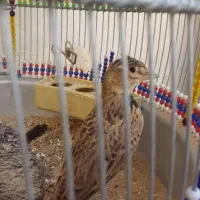 سهره خاکی نر جوجه برج 2|پرنده|قشم, |دیوار