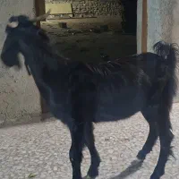 پازن
