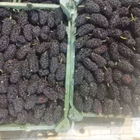 شاتوت سیاه تازه