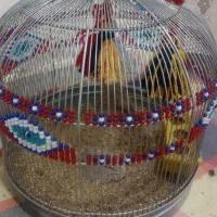 سهره خاکی معاوضه با پرنده