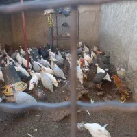 تخم نطفه دار مرغ شاخدار دستگاه جوجه کشی و قفس