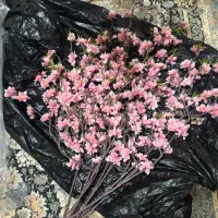 شکوفه گیلاس دو مدل مات و براق|گل مصنوعی|تهران, بهار|دیوار