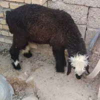 بره سالم و بدون عیب