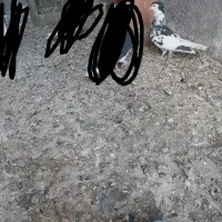 ماده خال افشون