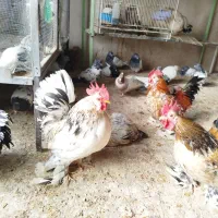 مرغ و خروس یوسل بلژیکی