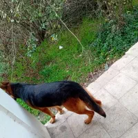 ماده ژرمن کلاسیک