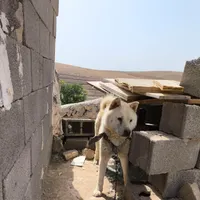 چاوچاو
