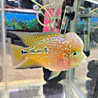 ماهی آکواریم چانا،فلاور،مانستر،پرت،پیکاک اروانا