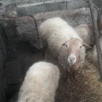 گوسفند با بره