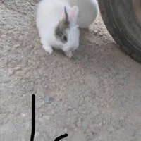 خرگوش‌‌‌‌‌‌