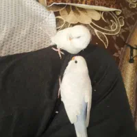 مرغ عشق نیمه دستی|پرنده|قم, باغ کرباسی|دیوار