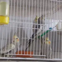 عروس هلندی مناسب دستی و صحبتی