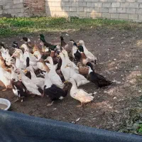 اردک های سالم|حیوانات مزرعه|قائم‌شهر, |دیوار