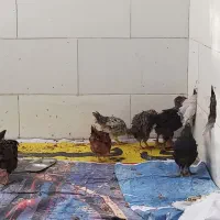 مرغ و خروس سالم و سرحال واکسن زده|حیوانات مزرعه|اهواز, کوی مندلی(سه راه خرمشهر)|دیوار