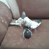 کبوتر سرحال