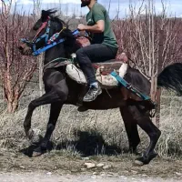 نریان درجه یک