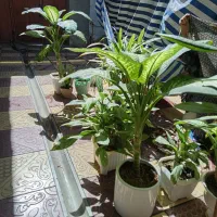 گل گیاه|گل و گیاه طبیعی|میاندوآب, |دیوار