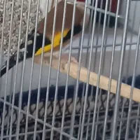 سهره جفتی آماده آماده