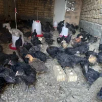 جوجه مرغ وخروس محلی