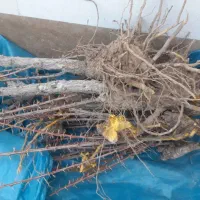 نهال زرشک اعلا فروشی